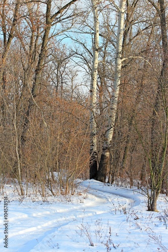 winter road in the wood