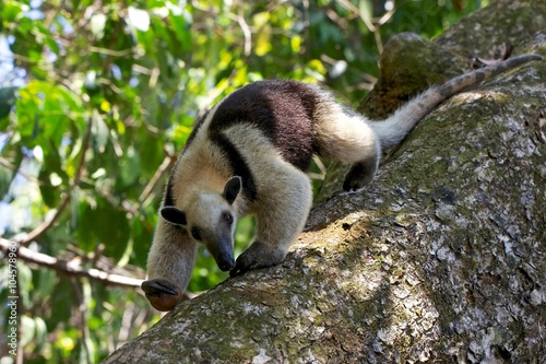 Photos a tamandua walking on a tree at corcova national park in costa rica