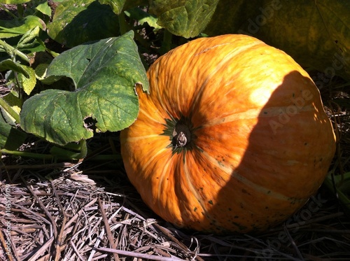 big orange pumpkin in vegetable garden.