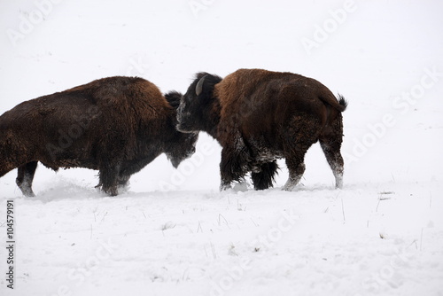 The boss, 2 bison bulls in the snow