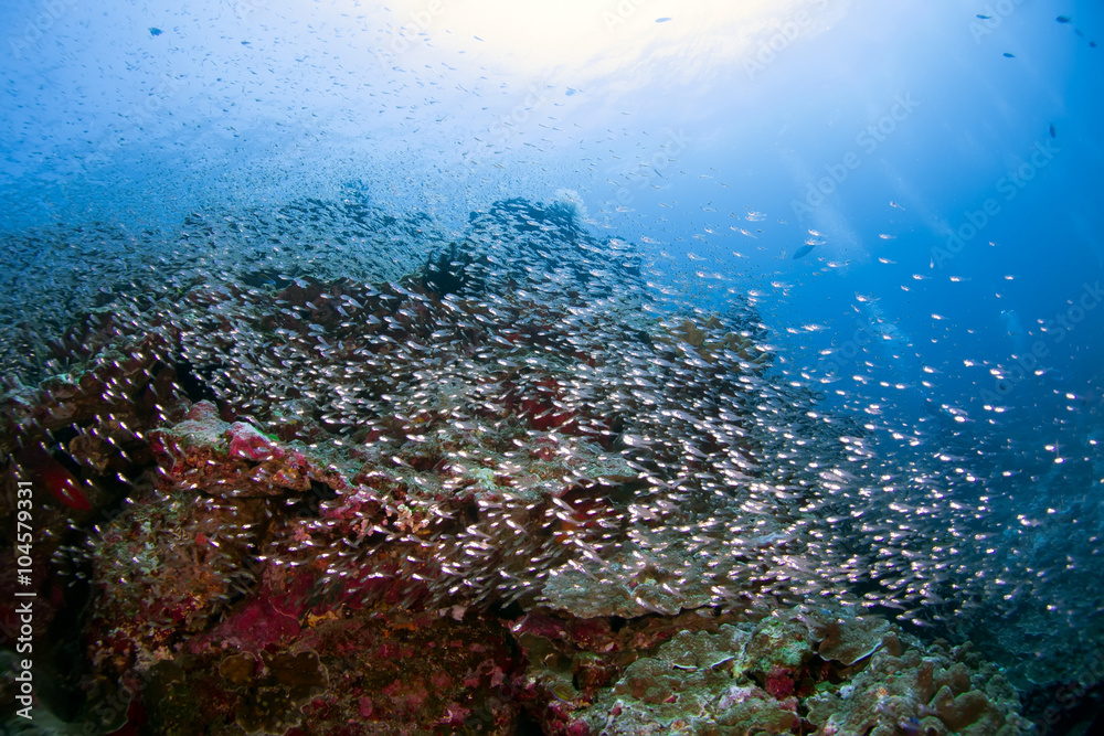 Obraz premium Amazing sea reef with school fishes