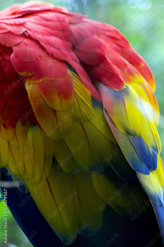 Fototapeta premium back of a scarlet macaw in south america