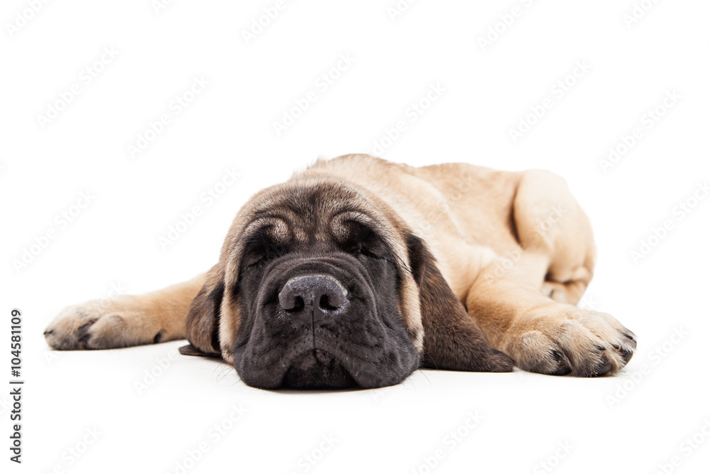 Mastiff Puppy Laying On White Napping