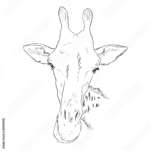 Vector Sketch Giraffe Muzzle