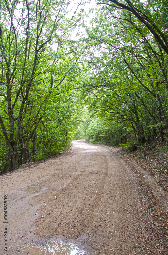 Road in forest Road in forest
