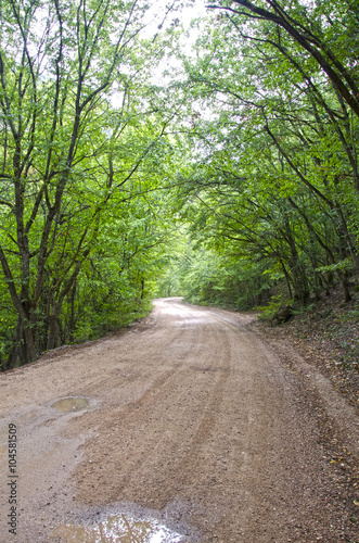 Road in forest © Rinitka