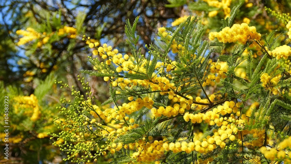 Australia plants - Yellow early black wattle blossom