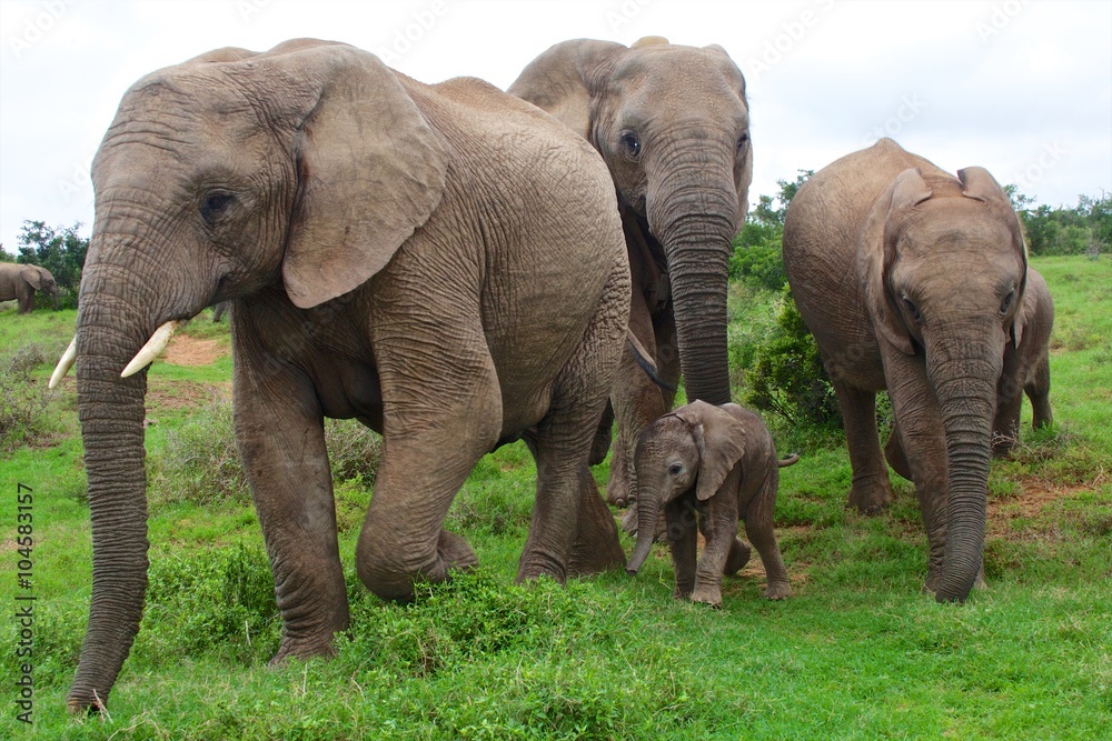 Obraz premium elephants with a baby south africa at addo elephant park
