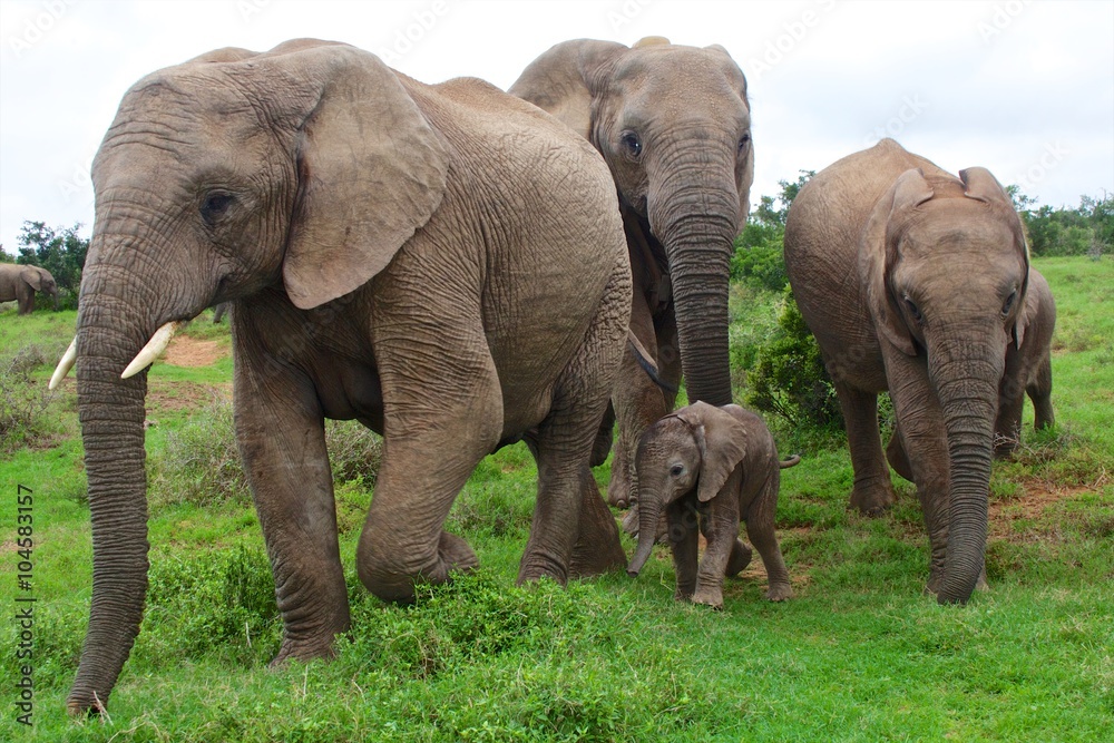 elephants with a baby south africa at addo elephant park