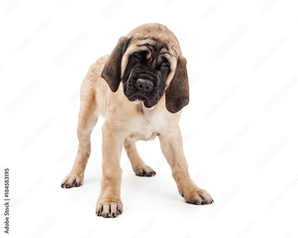 Purebred Mastiff Puppy Dog Standing Over White