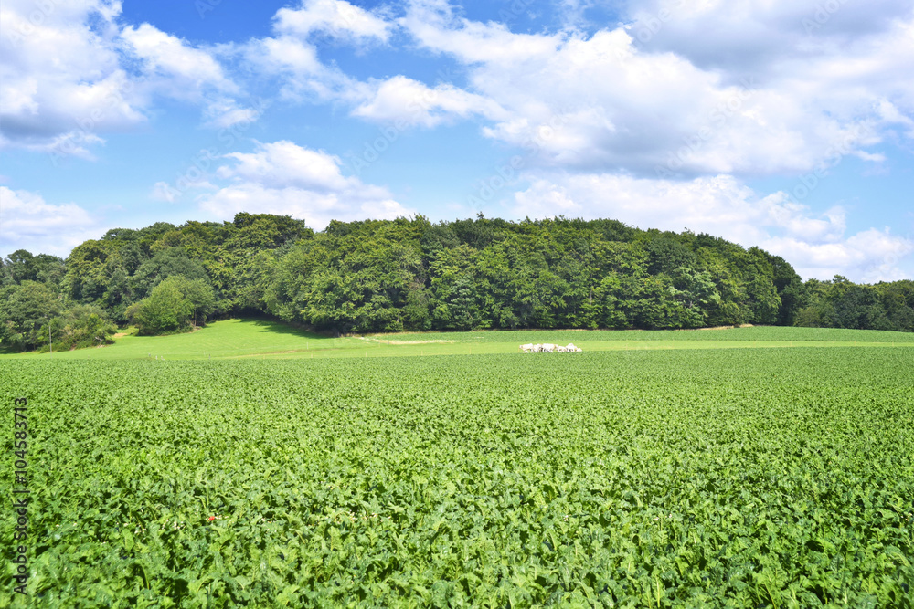 Beet field in the sun with blue sky and fluffy clouds. Farmland and forest in the background with copy space. Agriculture summer scene. Beet field in the sun with blue sky and fluffy clouds. Farmland and forest in the background with copy space. Agriculture summer scene.