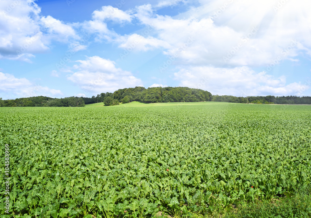 Beet field in the sun with blue sky and fluffy clouds. Farmland and forest in the background with copy space. Agriculture summer scene.