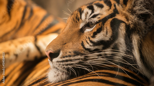 Fototapeta Naklejka Na Ścianę i Meble -  bengal tiger resting on another one