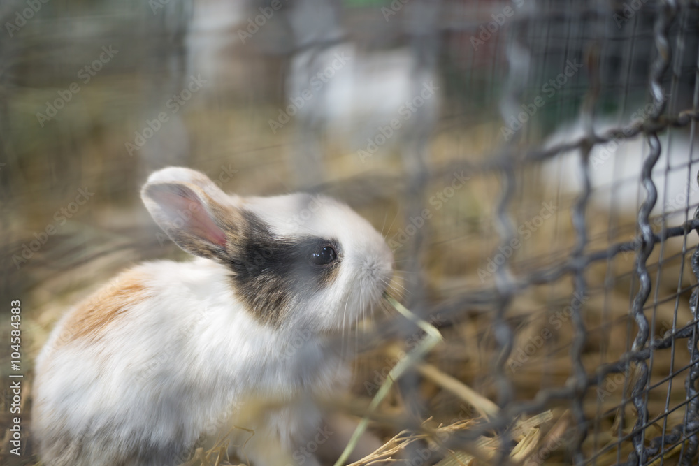 Obraz premium Baby Rabbit in a Cage