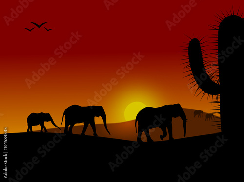 Eléphants