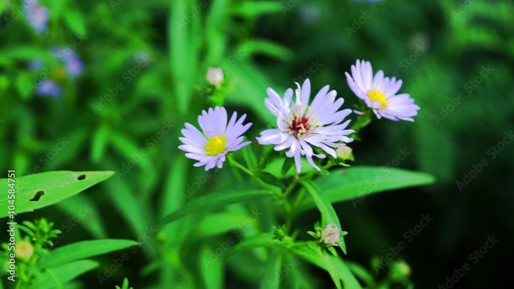 Pastel Violet Aster Flowers On Green Meadow Pastel Violet Aster Flowers On Green Meadow