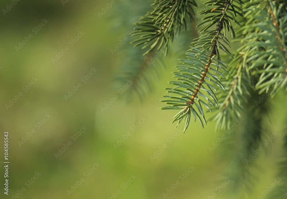 Pine tree