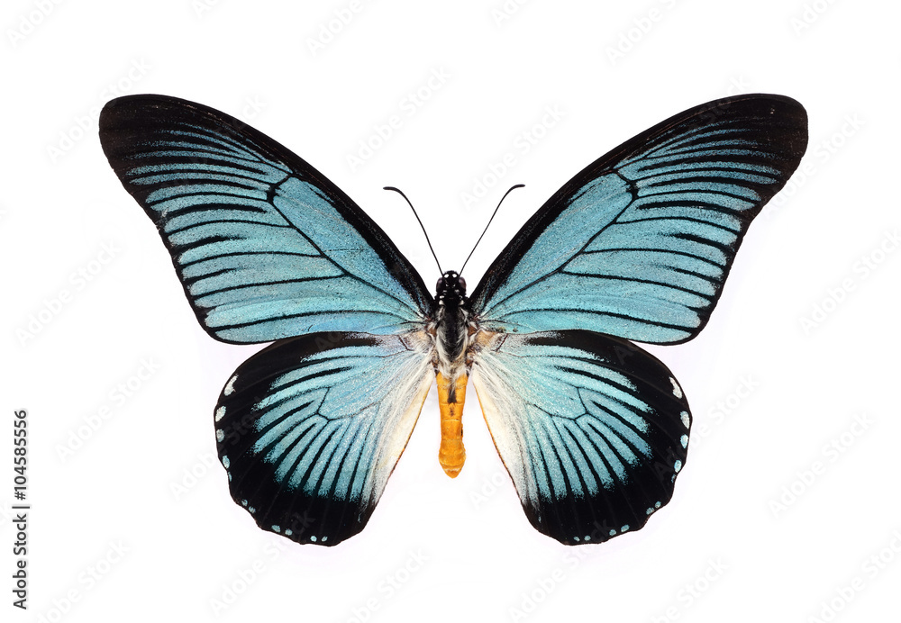Fototapeta premium Piękny motyl z błękitnymi skrzydłami na białym tle.