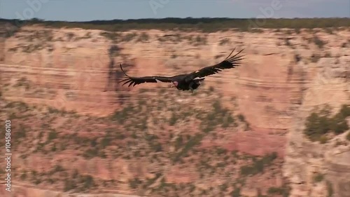 A condor soars over Grand Canyon National park.