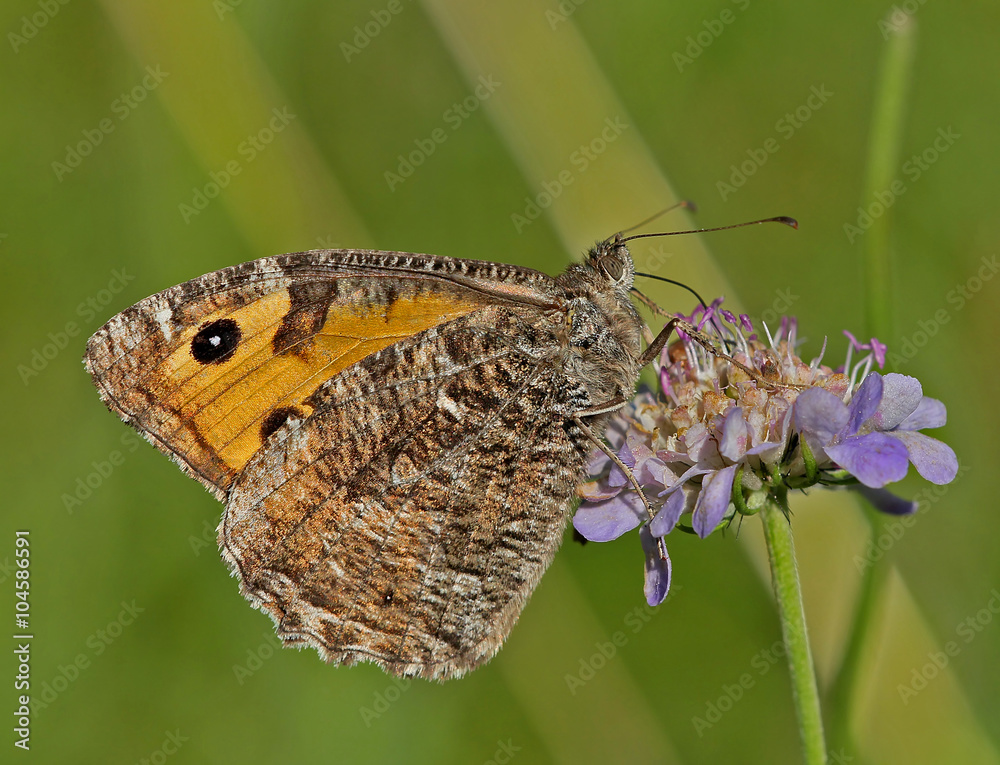 Fototapeta premium Butterfly