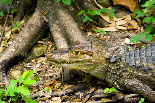A small size crocodilians from Central and South America
