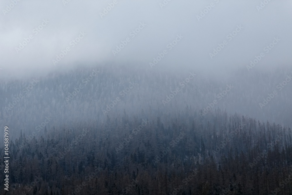 Fototapeta premium Pines texture in the fog