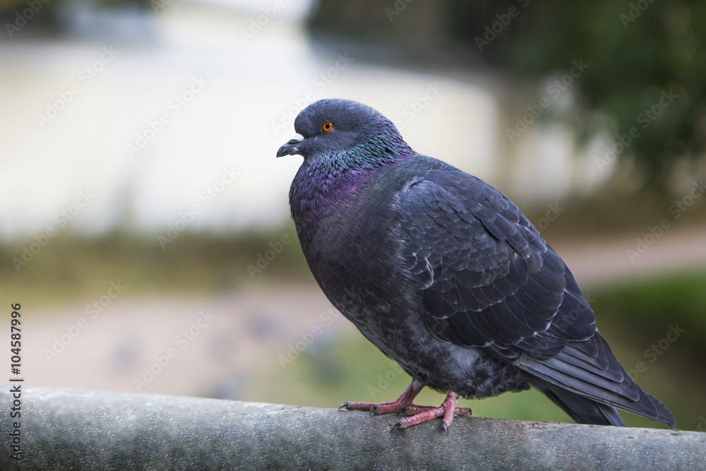 Beautiful dove grey is sitting on the crossbar. Pigeon close up. City birds. Pigeons of the Church. The bird view. Beautiful dove grey is sitting on the crossbar. Pigeon close up. City birds. Pigeons of the Church. The bird view.