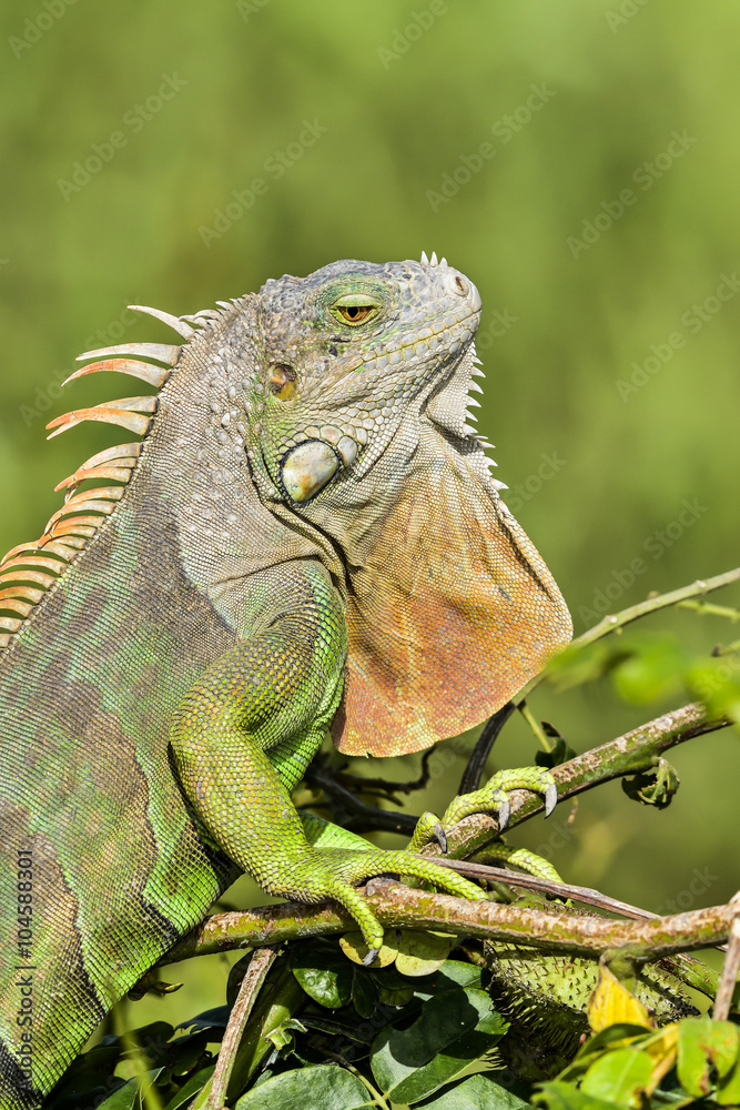 Obraz premium Green Iguana
