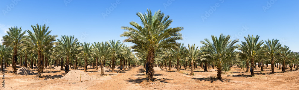 Obraz premium Plantation of date palms, panoramic image symbolizing sustainable agriculture in desert and arid areas of the Middle East 