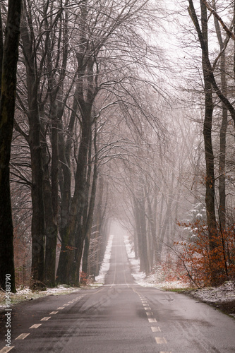 Straight road through snowy forest.