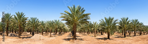 Plantation of date palms, panoramic image symbolizing sustainable agriculture in desert and arid areas of the Middle East 