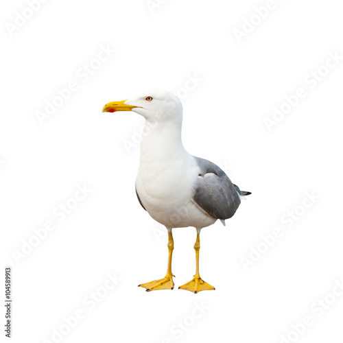 Fotografia Seagull, isolated on white background