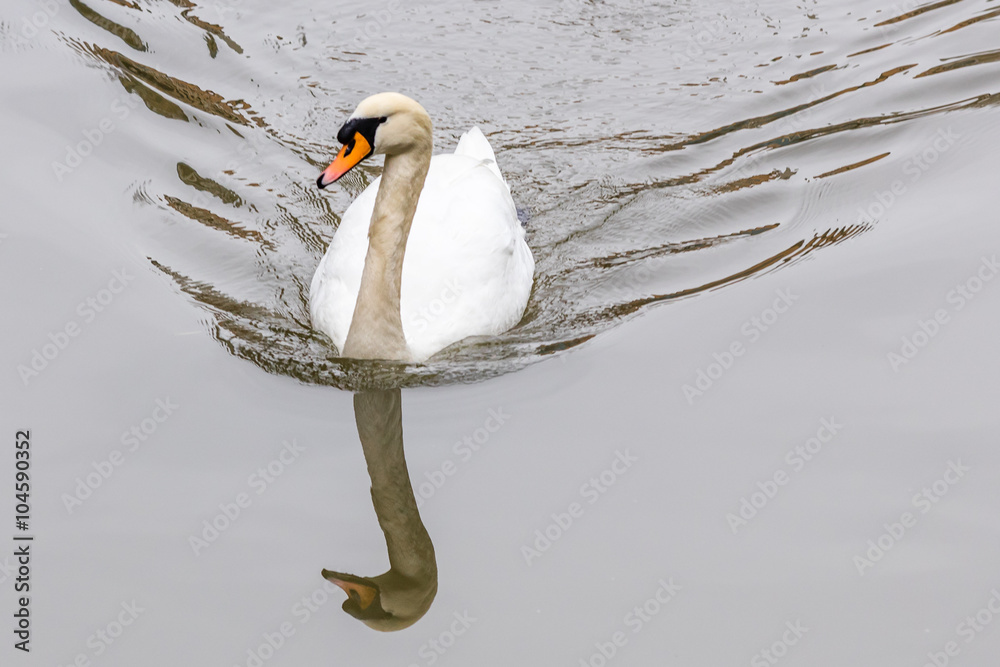 Fototapeta premium Schwan 