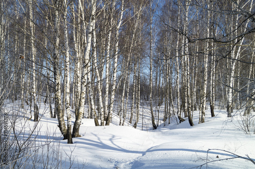 Winter landscape with white birch
