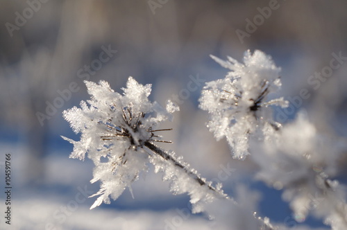 Ледяной цветок © sablinstanislav