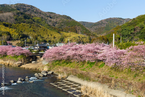 Sakura tree in kawazu photo