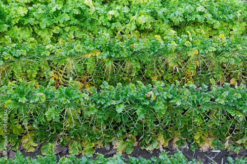 Radish field