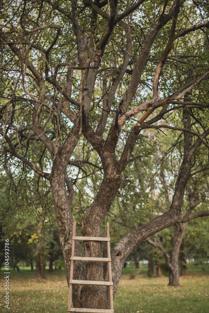 Fototapeta premium Wooden ladder near apple tree
