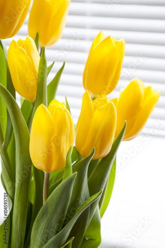 Yellow fresh tulips on light background