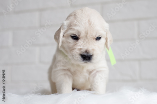 serious little golden retriever puppy © otsphoto