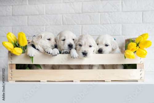 four golden retriever puppies in a box