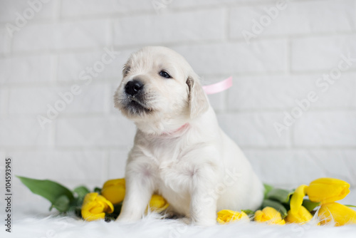 adorable golden retriever puppy