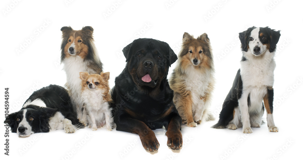 Obraz premium six beautiful dogs