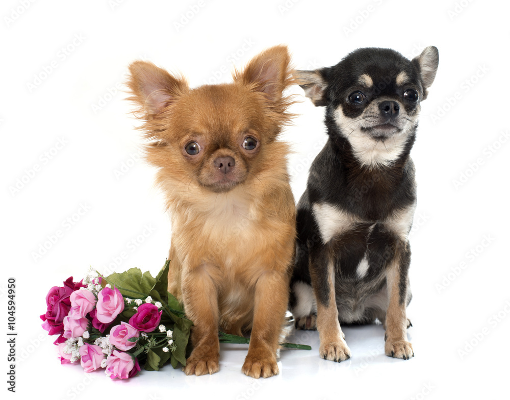 two young chihuahua