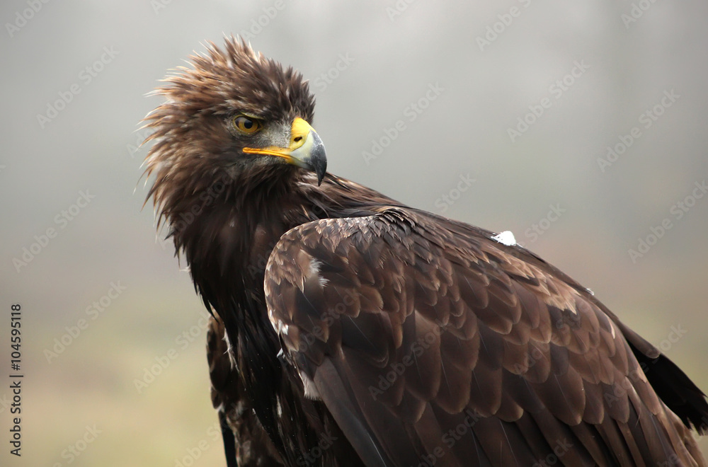 Eagle Looking Back Eagle Looking Back