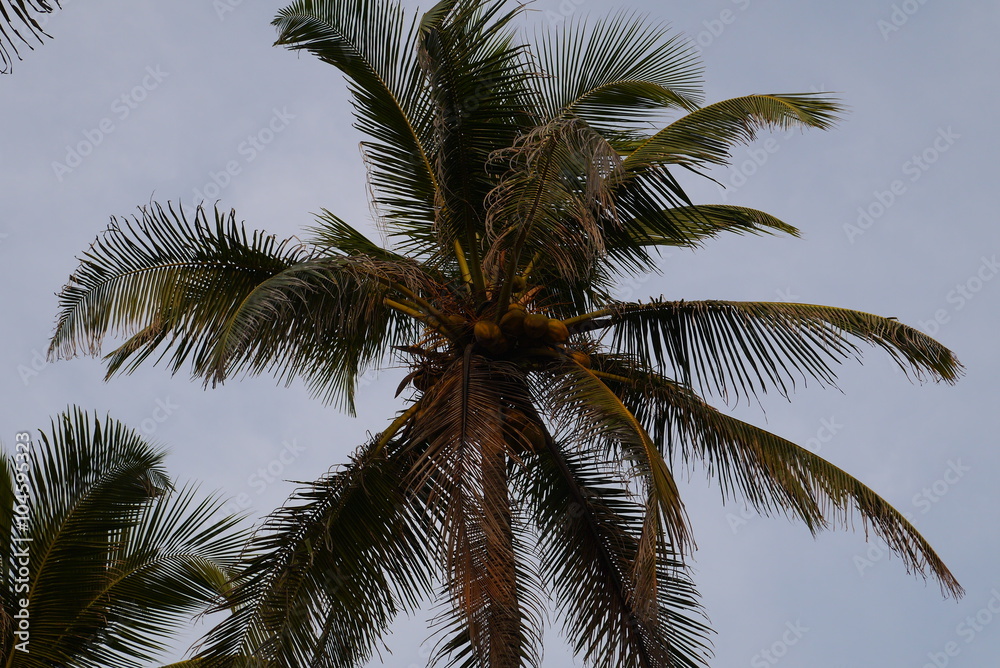 верхушка кокосовой пальмы на фоне синего неба