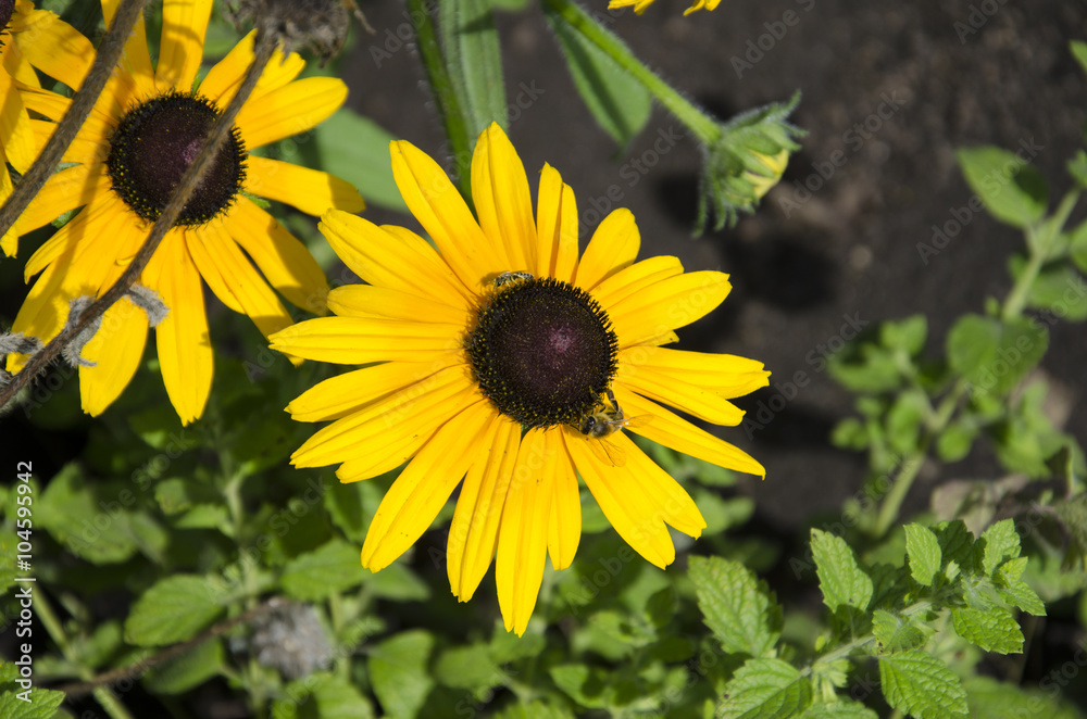 Fototapeta premium Kwiat