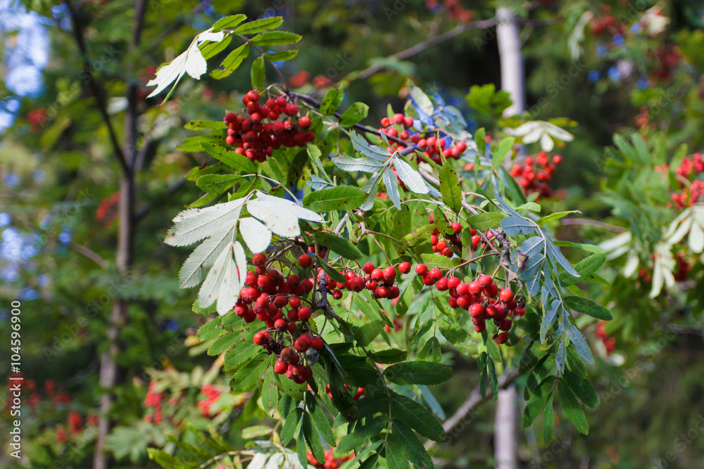 Red Rowan berries on a branch. Rowan branch with red berries. Summer forest with wild berries. Nature in summer. Red Rowan berries on a branch. Rowan branch with red berries. Summer forest with wild berries. Nature in summer.