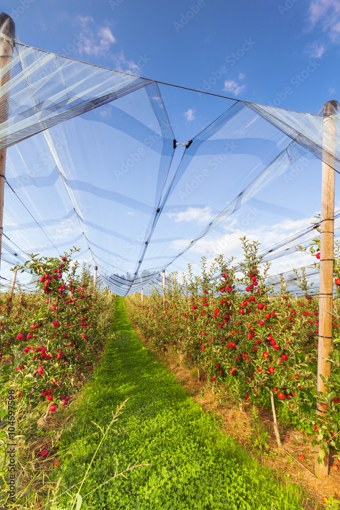 Set of apples on Lake Constance Germany
