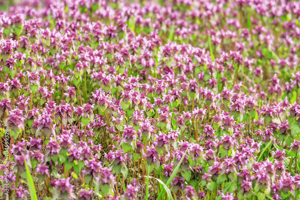 Spring blurred natural background with small lilac flowers and g